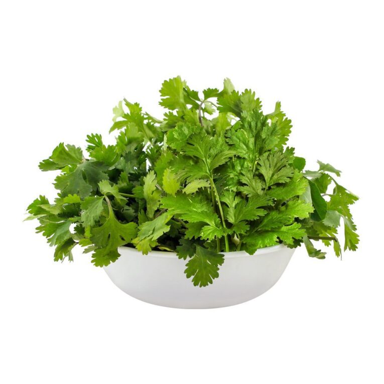Green Coriander/Dhaniya 1bunch - Image 1