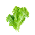 Lettuce Leaves/Salad Patta 1bunch