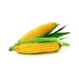 Corn/Bhutta 1 pcs